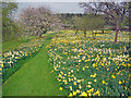 Daffodils at Felley Priory Gardens