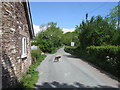 Country lane, with dog on guard