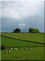 Sheep and lambs, Dalebanks Beck