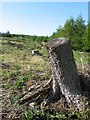 Forestry clearing