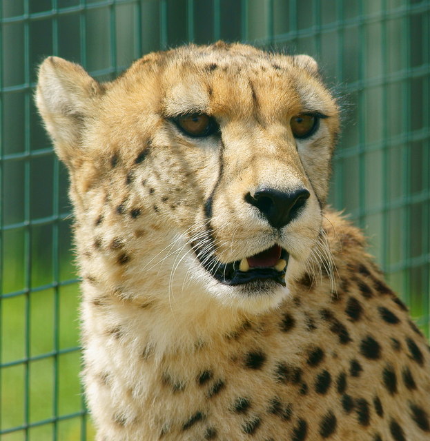 Cheetah at Eagle Heights, Eynsford, Kent