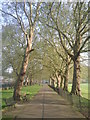 Avenue of plane trees in Deptford Park