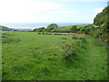 Horse grazing a hillside above Aberaeron