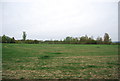 Field on the edge of Tenterden