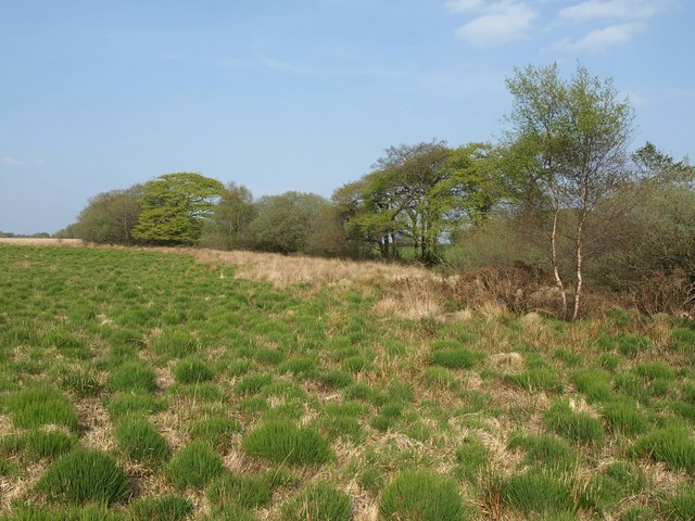 Edge of Witheridge Moor