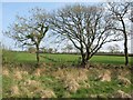 Edge of Witheridge Moor