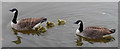 Family of Canada Geese, Kew