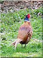 NZ2305 : Pheasant (Phasianus colchicus) by Maigheach-gheal