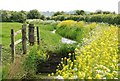 Rhyne and flowering verges