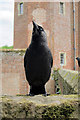 Jackdaw at Herstmonceux Castle