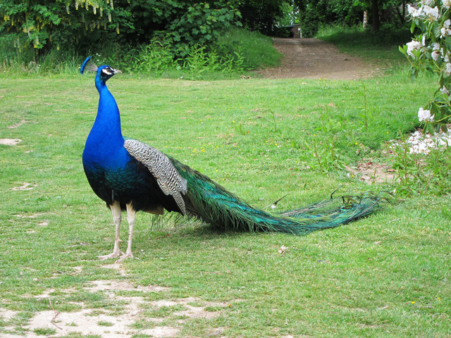 Peacock at Herstmonceux Castle © Oast House Archive :: Geograph Britain ...