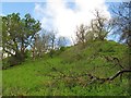 Woodland on Myreton Hill