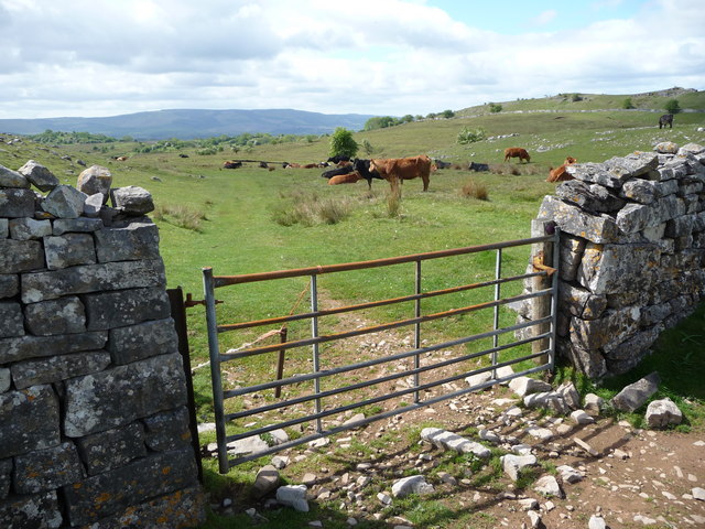 Cattle graze near Carnau Gwynion