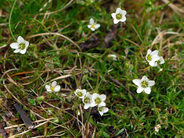 Spring Sandwort (Minuartia verna), Low... © Andrew Curtis :: Geograph ...