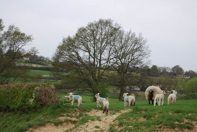 Lambs by the HWLT