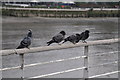 London : Wandsworth - Pigeons by the River