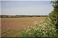 Edwinstowe across the fields