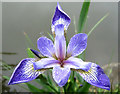 SJ8959 : Bearded Iris flower by Jonathan Kington