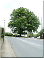 Oak tree, Llangybi