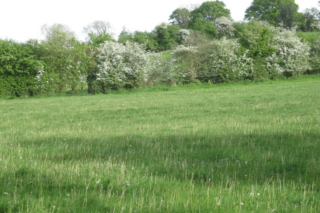 Dandelion stalks in pasture