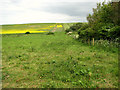 TG0943 : Flowering oilseed rape by Muckleburgh Hill, Kelling by Evelyn Simak