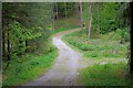 SE9996 : Track Through Cloughton Woods by Mick Garratt