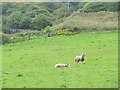 Sheep, Burnmouth