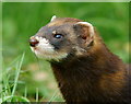 TQ3643 : 'Velvet' at the British Wildlife Centre, Newchapel, Surrey by Peter Trimming