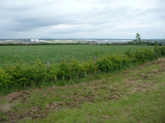 Young hawthorn hedge beside the B5125 near Broughton