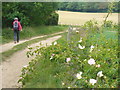 Wealden Track Below Leith Hill