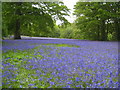 Bluebells at Parc Lye on the Enys Estate