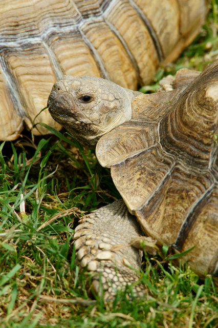 Sulcata Tortoise, Eagle Heights,... © Peter Trimming :: Geograph ...