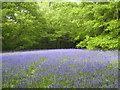 Bluebells and young beech leaves