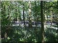 Bluebells in Root Spinney