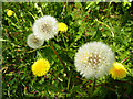 Dandelions