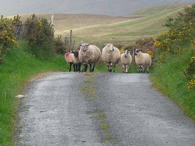 Traffic jam, Irish style