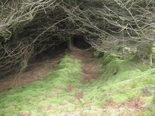 Dense, dense forest © M J Richardson :: Geograph Britain and Ireland