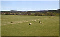 NH9922 : Sheep Grazing Beside The Spey by Martin Addison