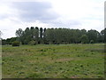 Fields & Wood next to the footpath to Quill Farm