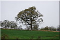 TQ8531 : Tree by Beechingland Oast by N Chadwick