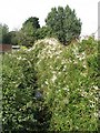 The Quaggy River north of Westhorne Avenue (A205), SE9