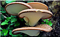 J2765 : Fungus, Lambeg (1) by Albert Bridge