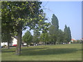 Trees on Windmill green