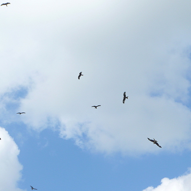 Red kites at Cadmore End