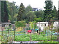 Eltham Palace Allotments (3)