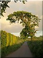 Tree near Ducksmoor Cross