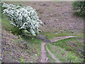 SO1527 : May blossom below Mynydd Llangorse by Jeremy Bolwell