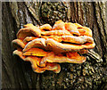 J3066 : Fungus, Drumbeg by Rossographer