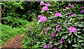 Rhododendrons, Newtownabbey (1)