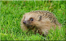 TQ3643 : 'Andrew' at the Hedgehog Talk by Peter Trimming